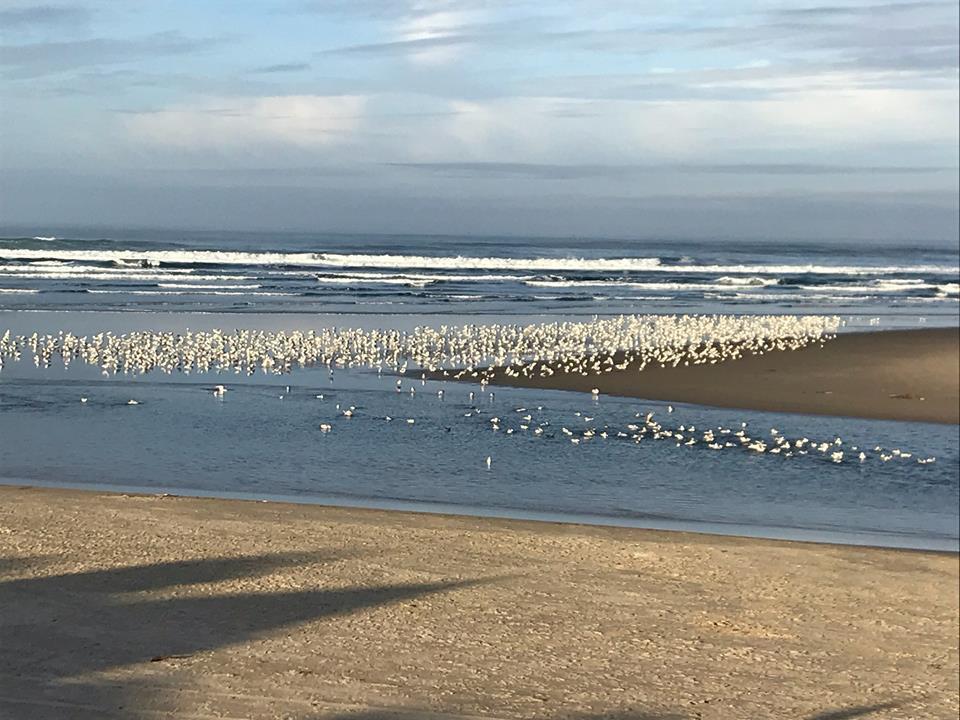 Webb'S Scenic Surf Hotell Cannon Beach Exteriör bild